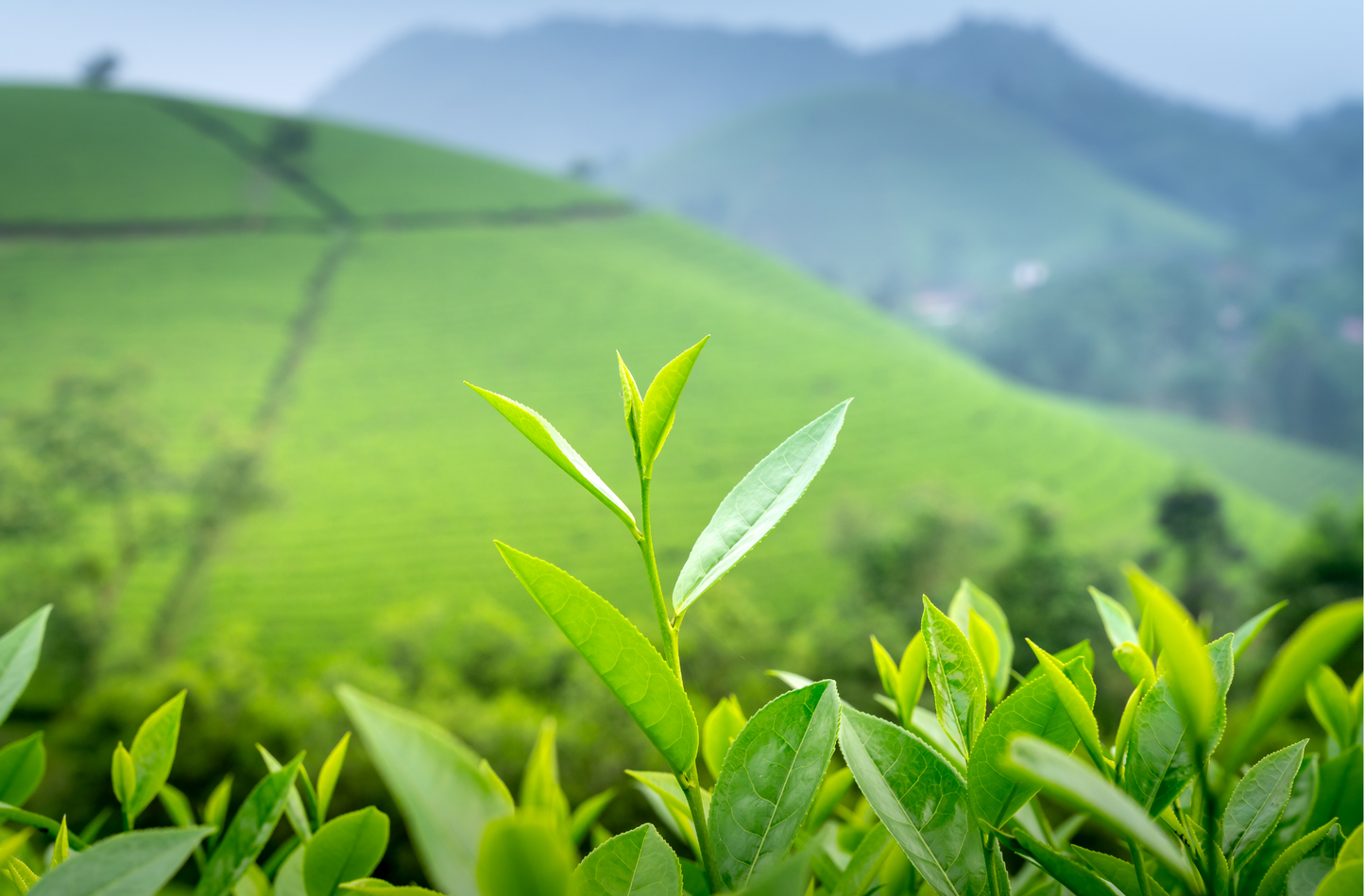 NSN Pearl Green Tea (Local Production of ilam)